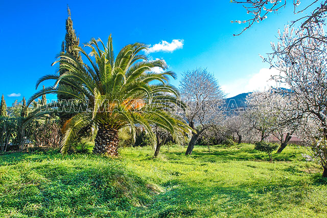 finca_mallorca_villa_puerto_andratx_land_garten_haus_pool_mandel_orangen_baum_15_1a.jpg