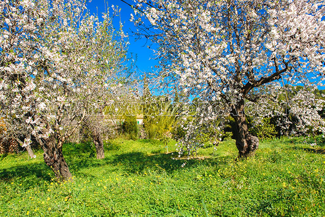 finca_mallorca_villa_puerto_andratx_land_garten_haus_pool_mandel_orangen_baum_18.jpg