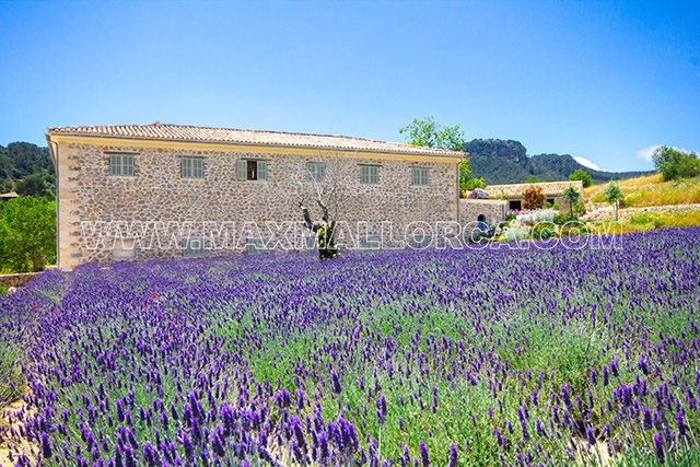 sa_vinya_puig_punyent_palma_mallorca_villa_real_esate_max_mallorca_finca_land_luxus_luxury_classic__16.jpg